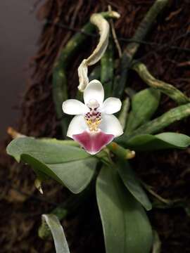 Image of Phalaenopsis parishii Rchb. fil.