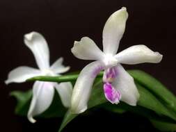 Image of Phalaenopsis fimbriata J. J. Sm.