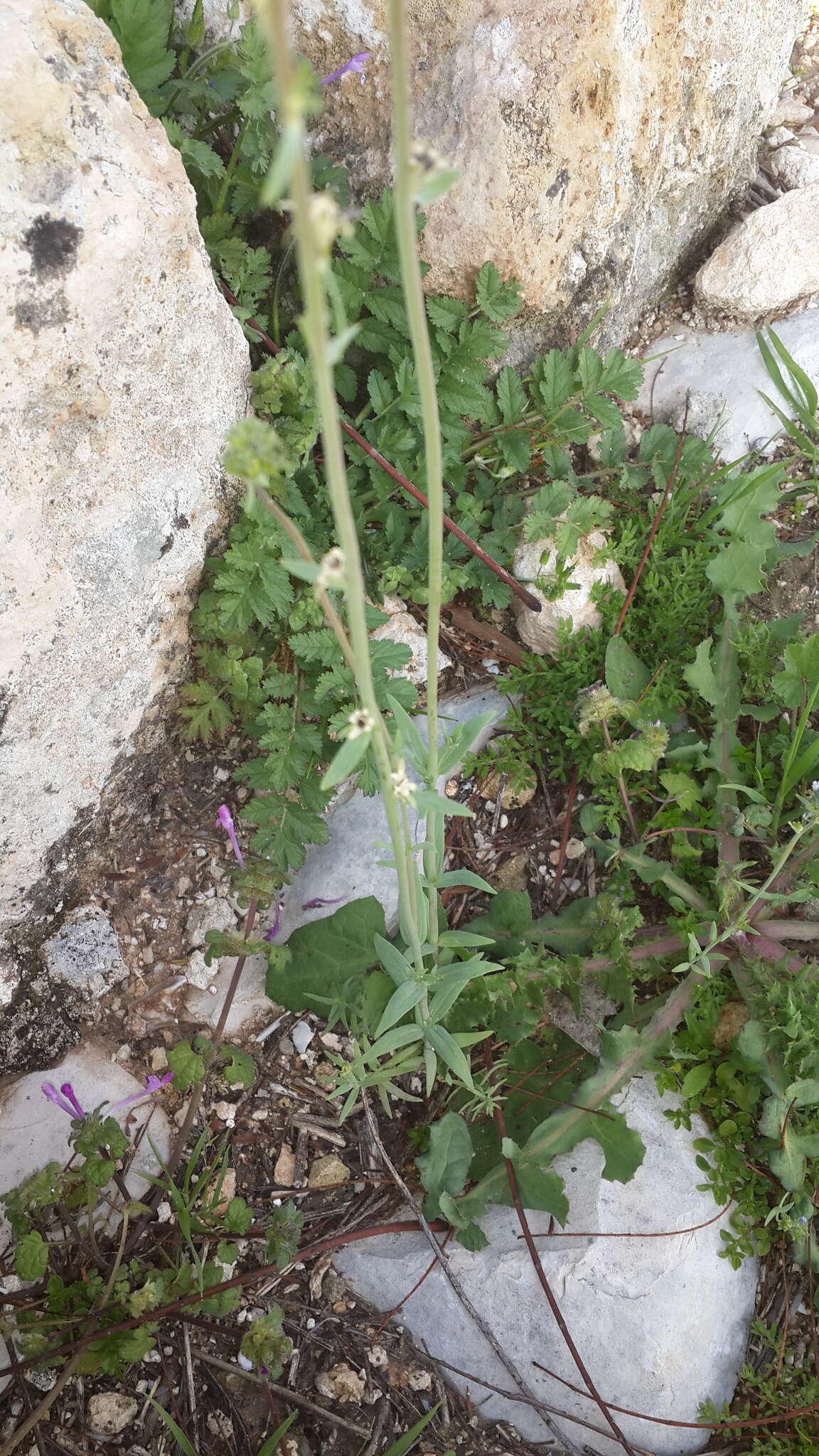 Image of Linaria micrantha (Cav.) Hoffmgg. & Link