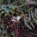 Calliandra humilis var. humilis的圖片