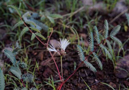 Calliandra humilis var. humilis的圖片