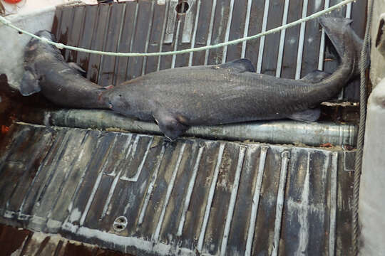 Image of sleeper shark