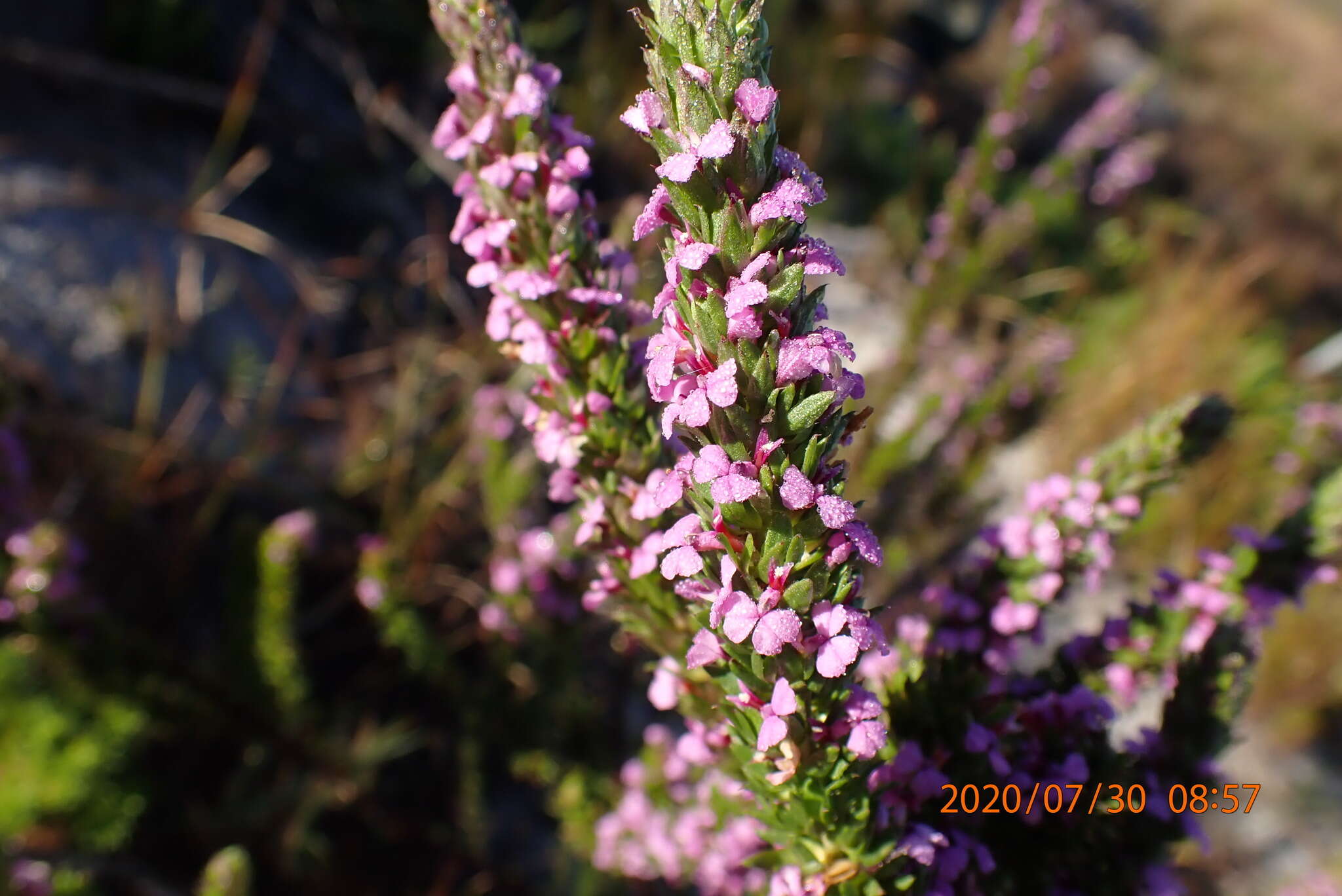 Image of Muraltia alopecuroides (L.) DC.