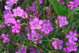 Слика од Dianthus deltoides L.