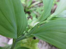 Image of Polygonatum inflatum Kom.