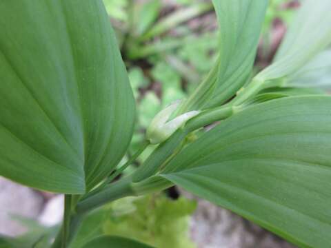 Image of Polygonatum inflatum Kom.