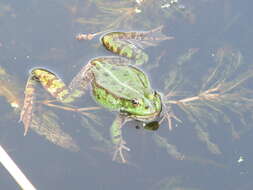 Image of Pelophylax esculentus