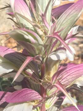 Image of spine acanthus