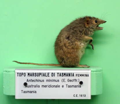 Image of Little Tasmanian Marsupial-mouse