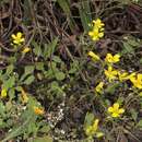 Image of Missouri bladderpod