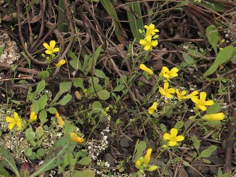 Physaria filiformis (Rollins) O'Kane & Al-Shehbaz resmi