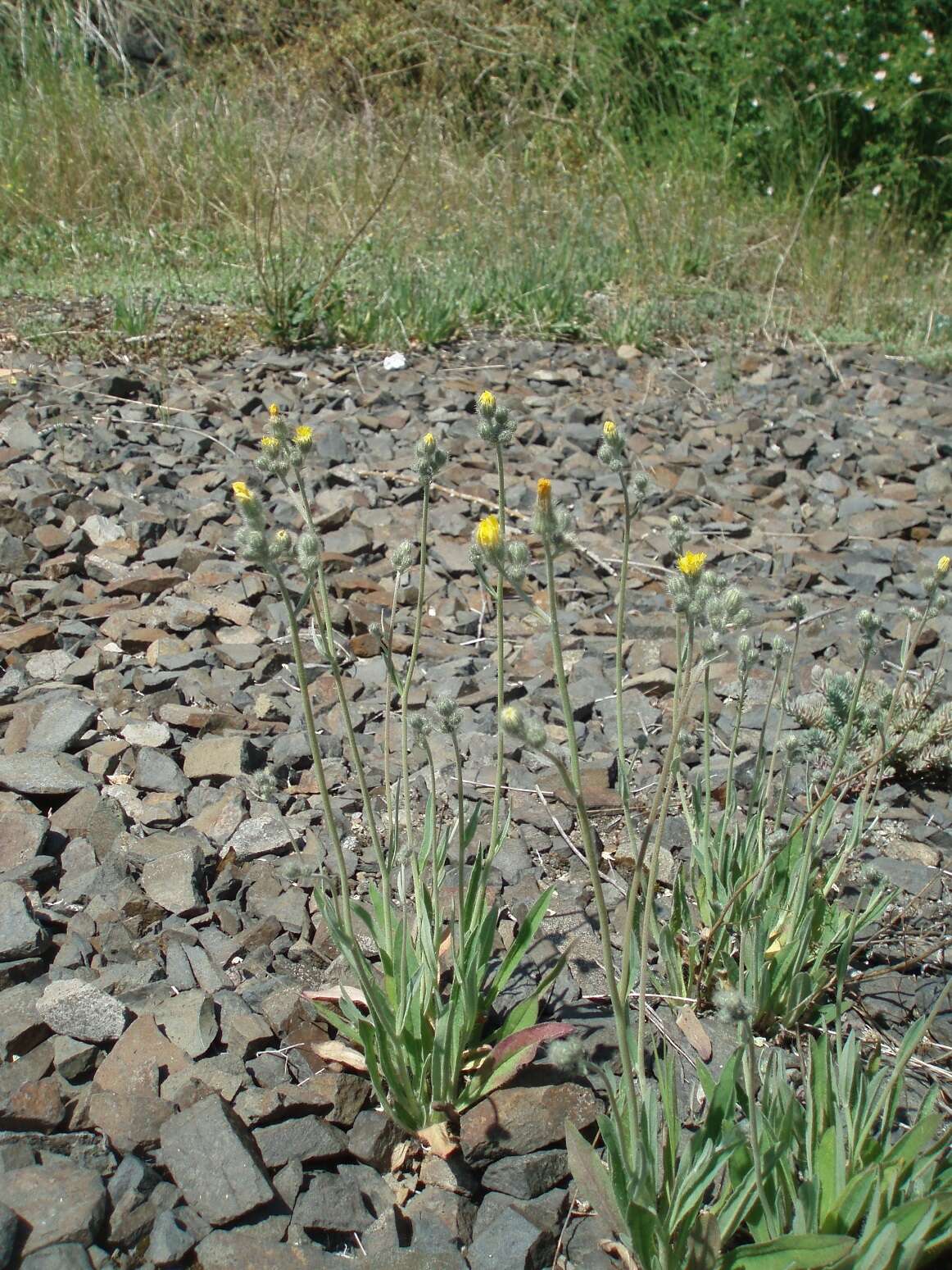 Image of Pilosella rothiana (Wallr.) F. W. Schultz & Sch. Bip.