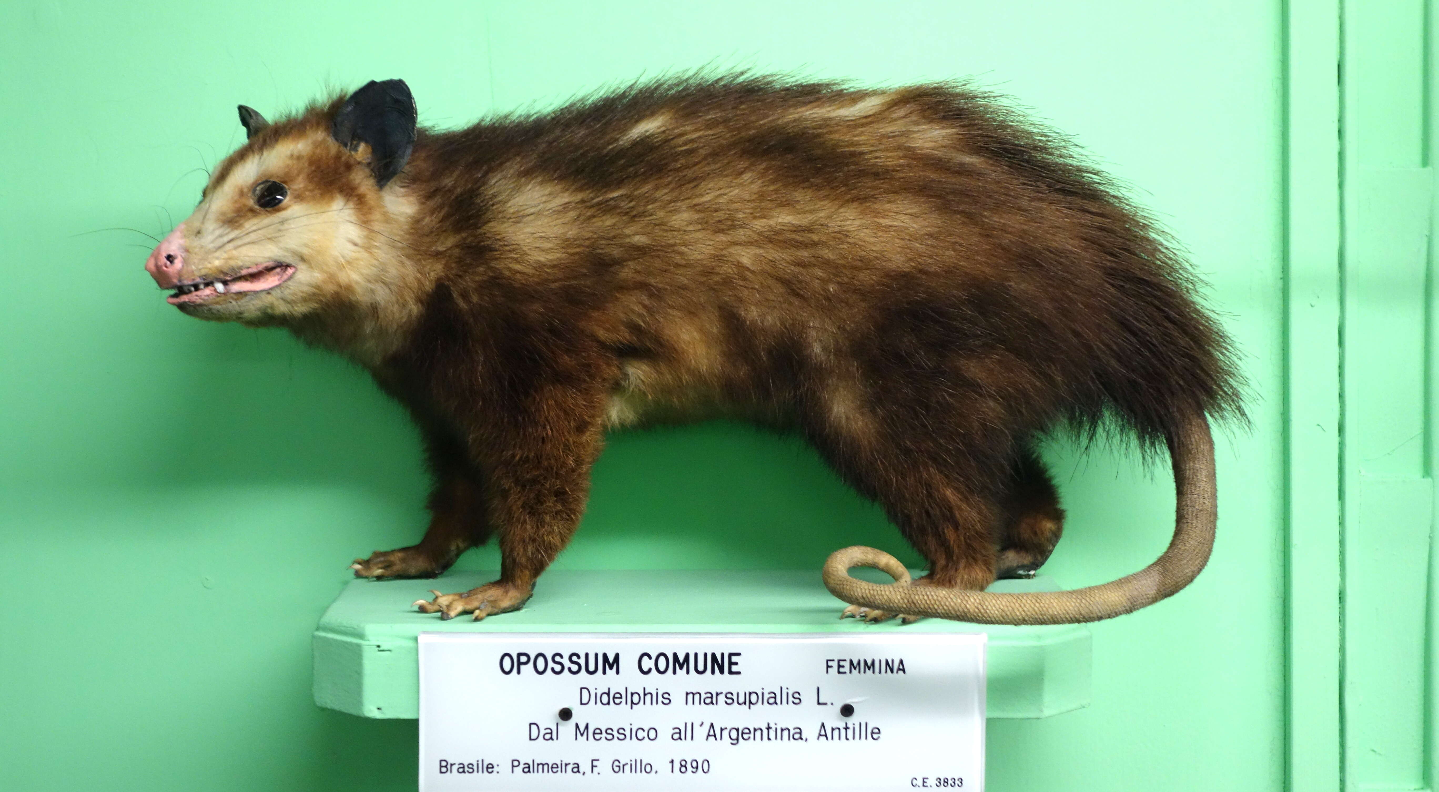 Image of Black-eared Opossum