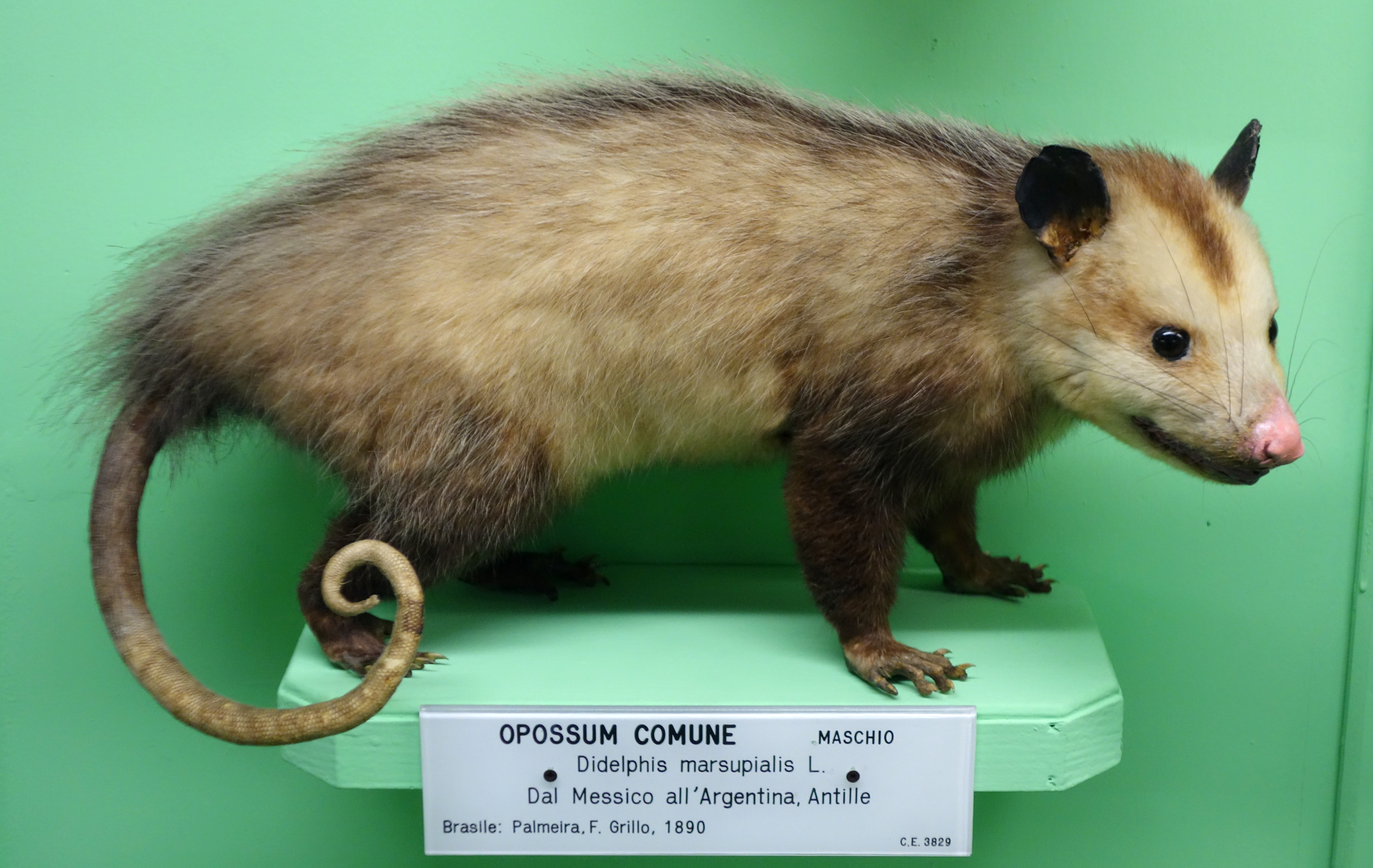 American Opossums And Opossums Media Encyclopedia Of Life