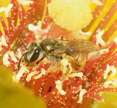 Plancia ëd Halictus lutescens Friese 1921