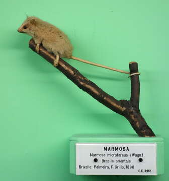 Image of Brazilian Gracile Mouse Opossum