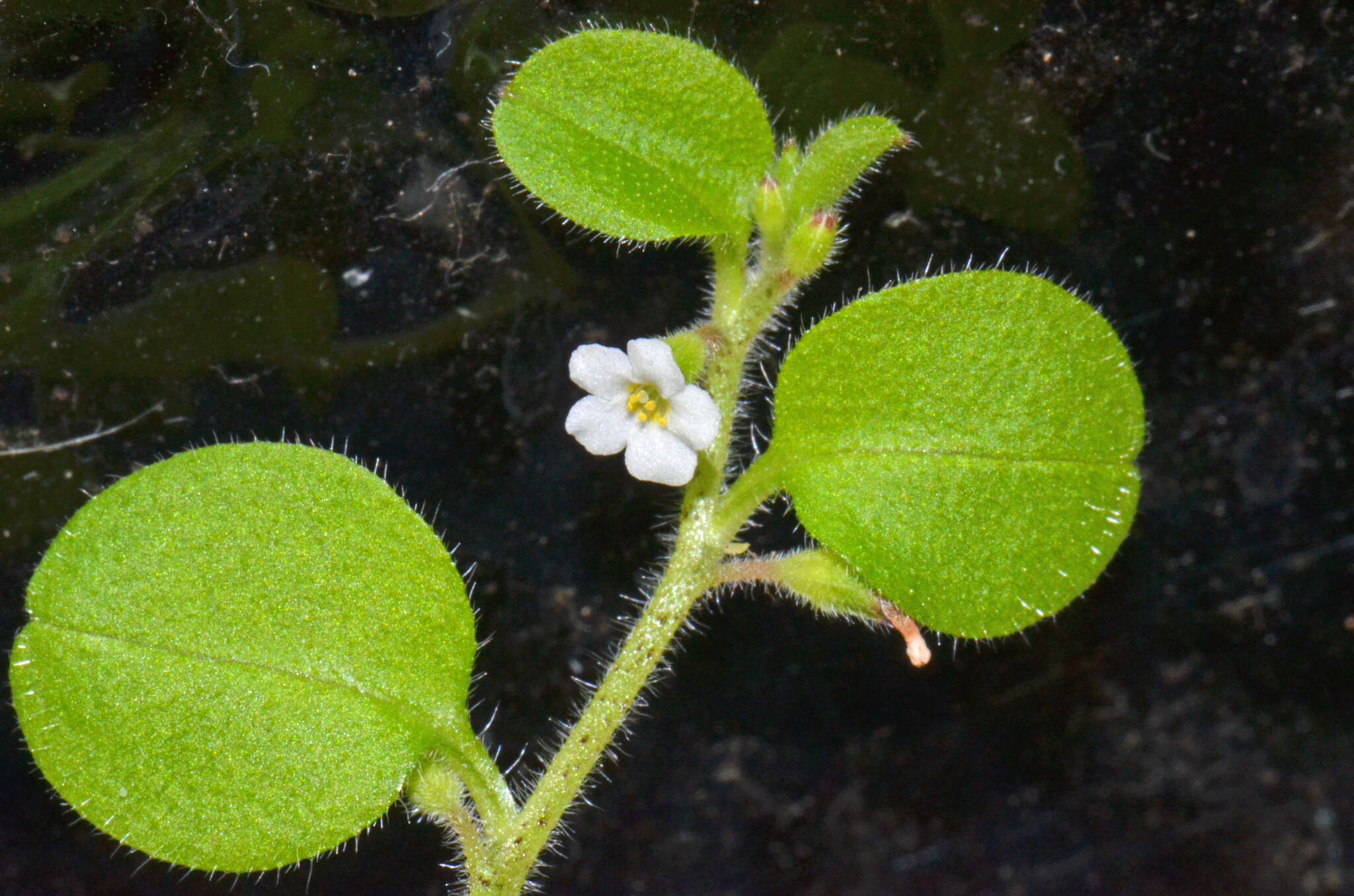 Imagem de Myosotis spathulata Forst. fil.