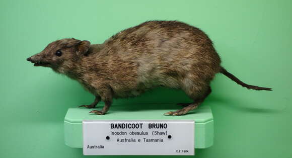 Image of Nuyts Southern Brown Bandicoot