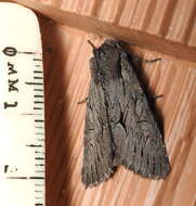 Image of Dark Grey Fishia Moth