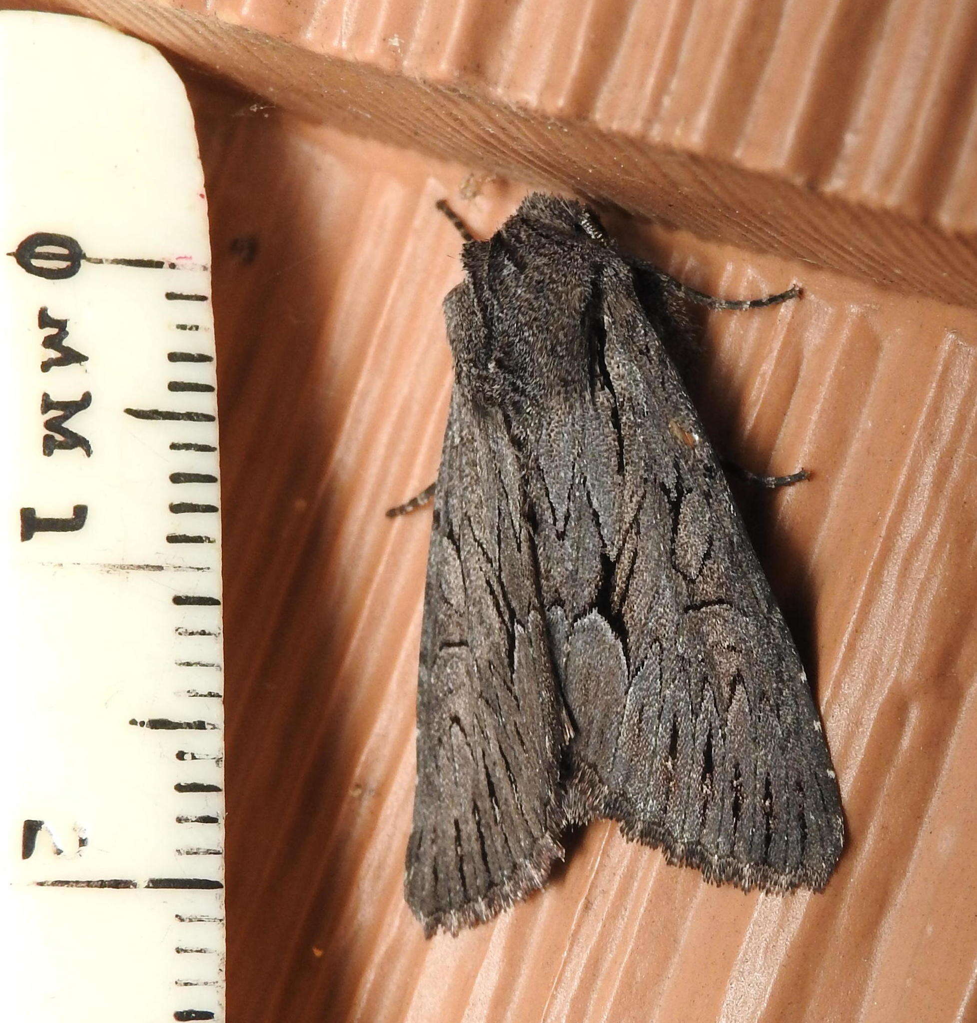Image of Dark Grey Fishia Moth