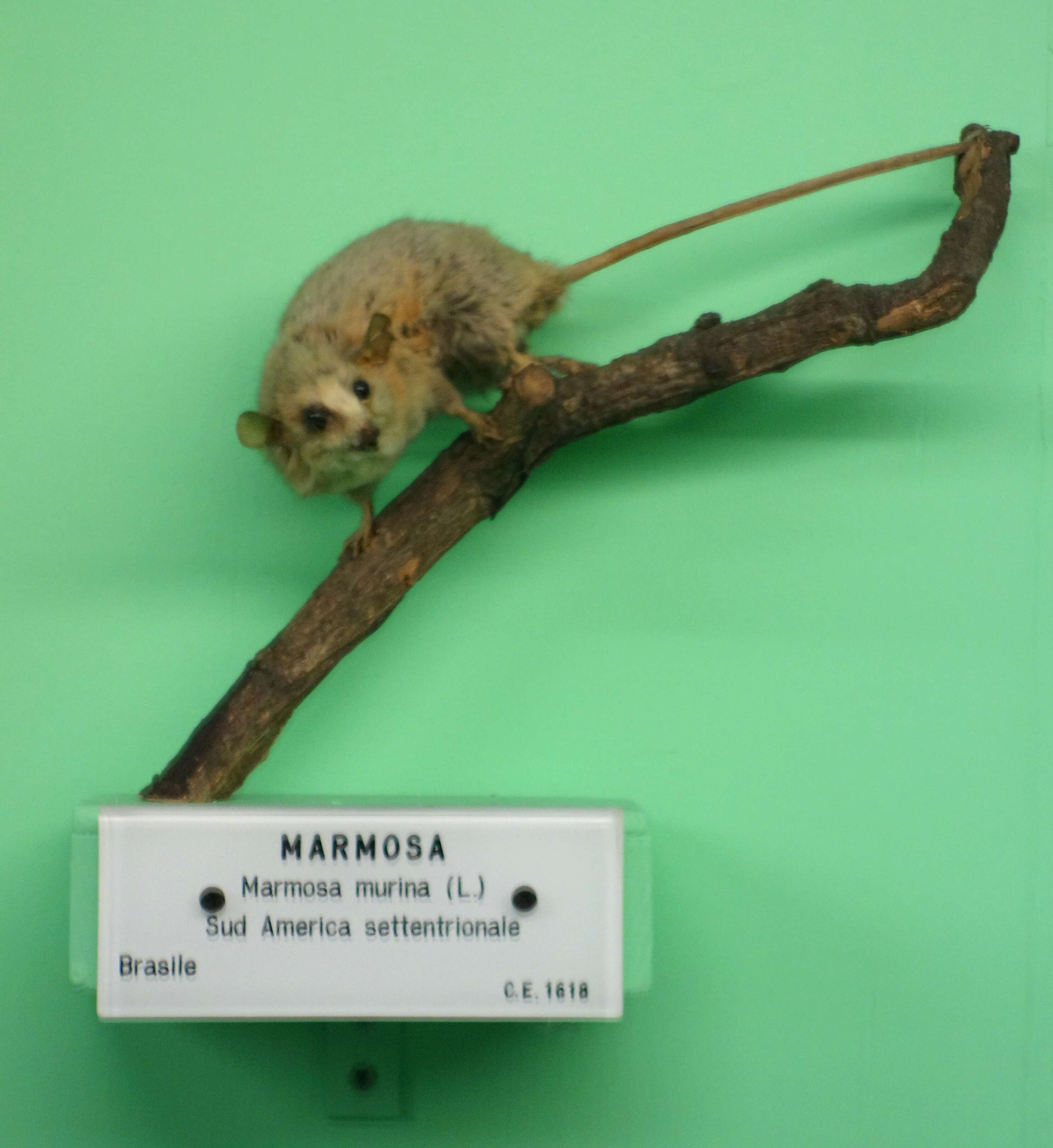 Image of Linnaeus's Mouse Opossum