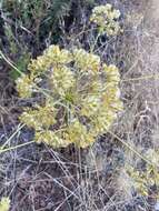 Image of Thapsia tenuifolia Lag.