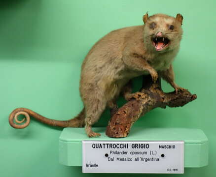 Image of Gray and black four-eyed opossum