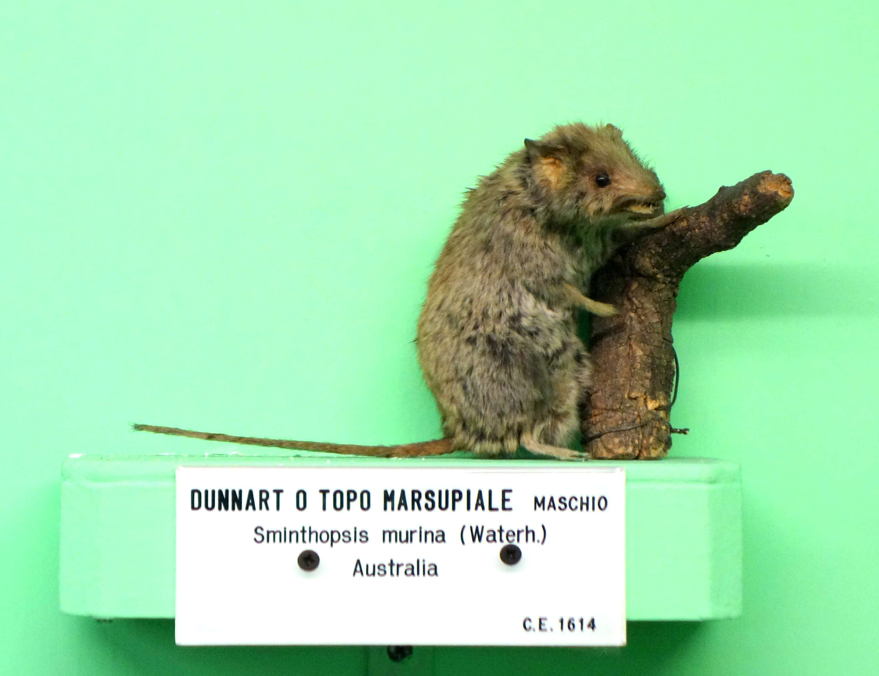 Image of Common Dunnart