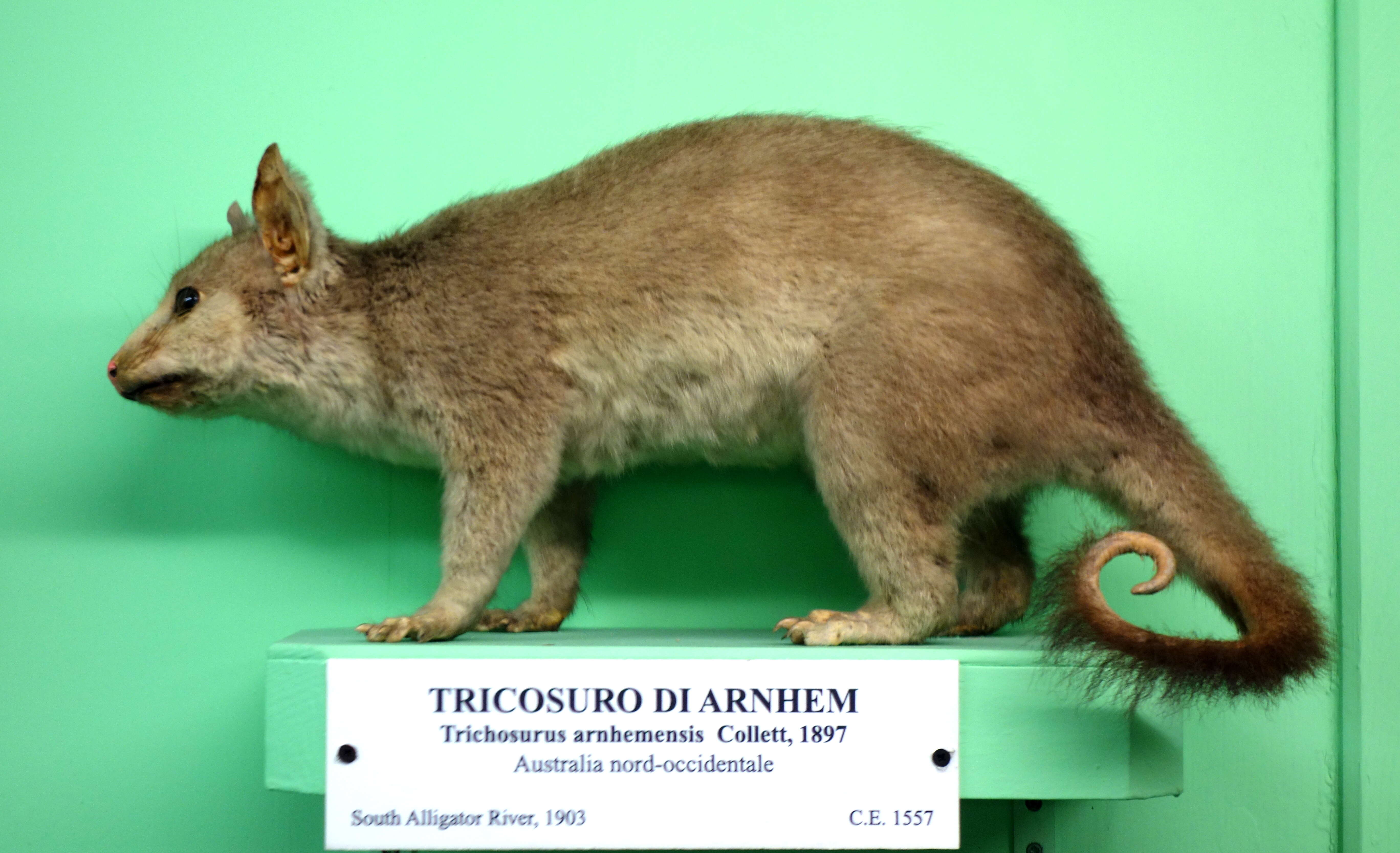 Image of Northern Brushtail Possum