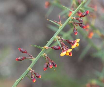 Image de <i>Daviesia <i>ulicifolia</i></i> subsp. ulicifolia