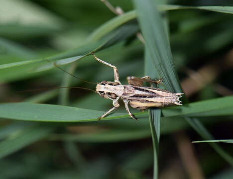 Image of Veysel's Slender Bush-cricket
