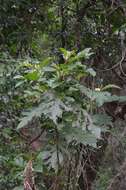 Solanum chrysotrichum Schltdl.的圖片