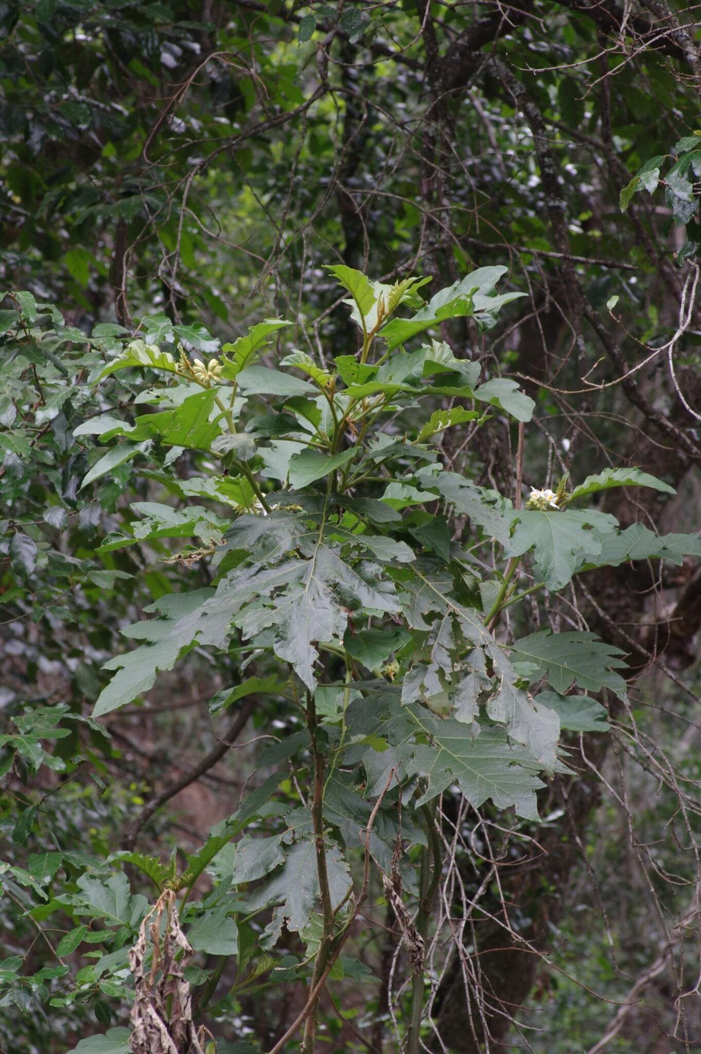 Solanum chrysotrichum Schltdl.的圖片