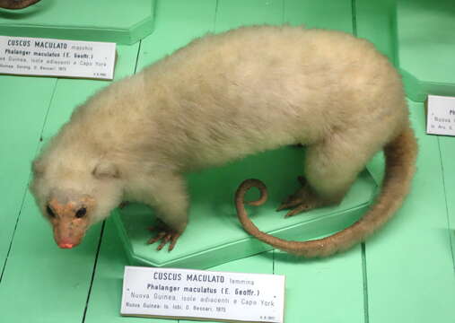 Plancia ëd Spilocuscus maculatus (É. Geoffroy Saint-Hilaire 1803)