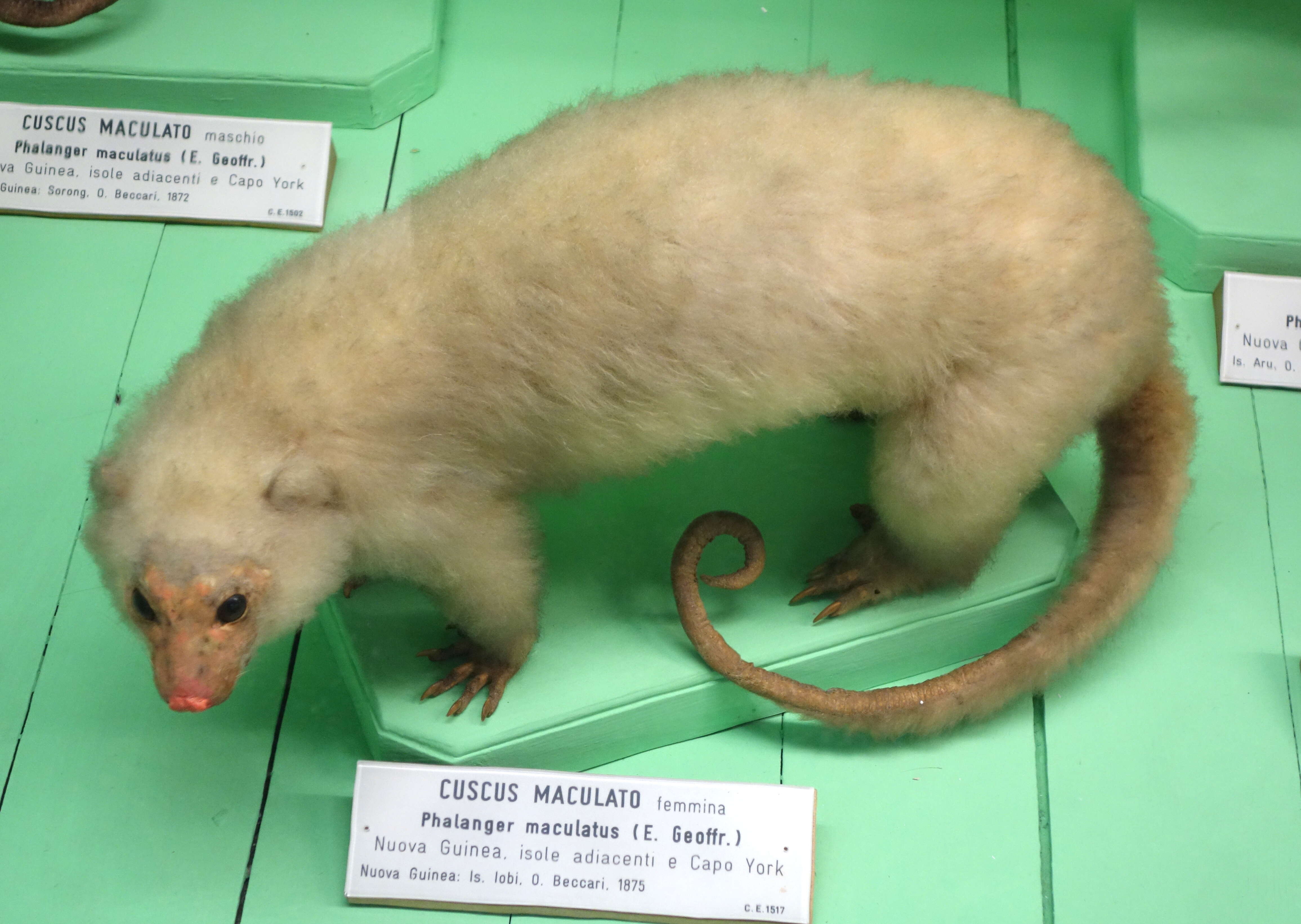 Image of Common Spotted Cuscus