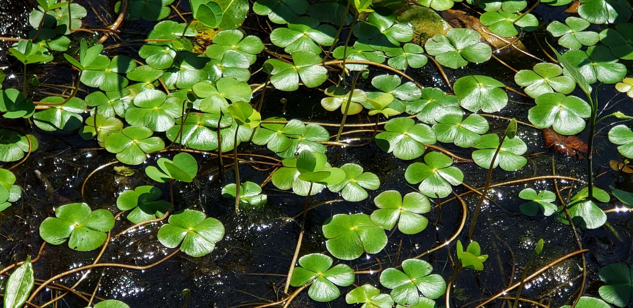 Marsilea quadrifolia L. resmi