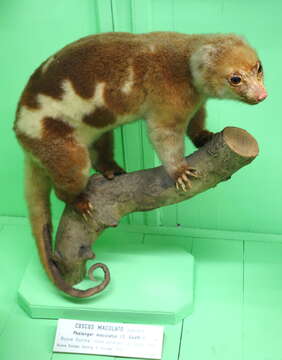 Imagem de Spilocuscus maculatus (É. Geoffroy Saint-Hilaire 1803)