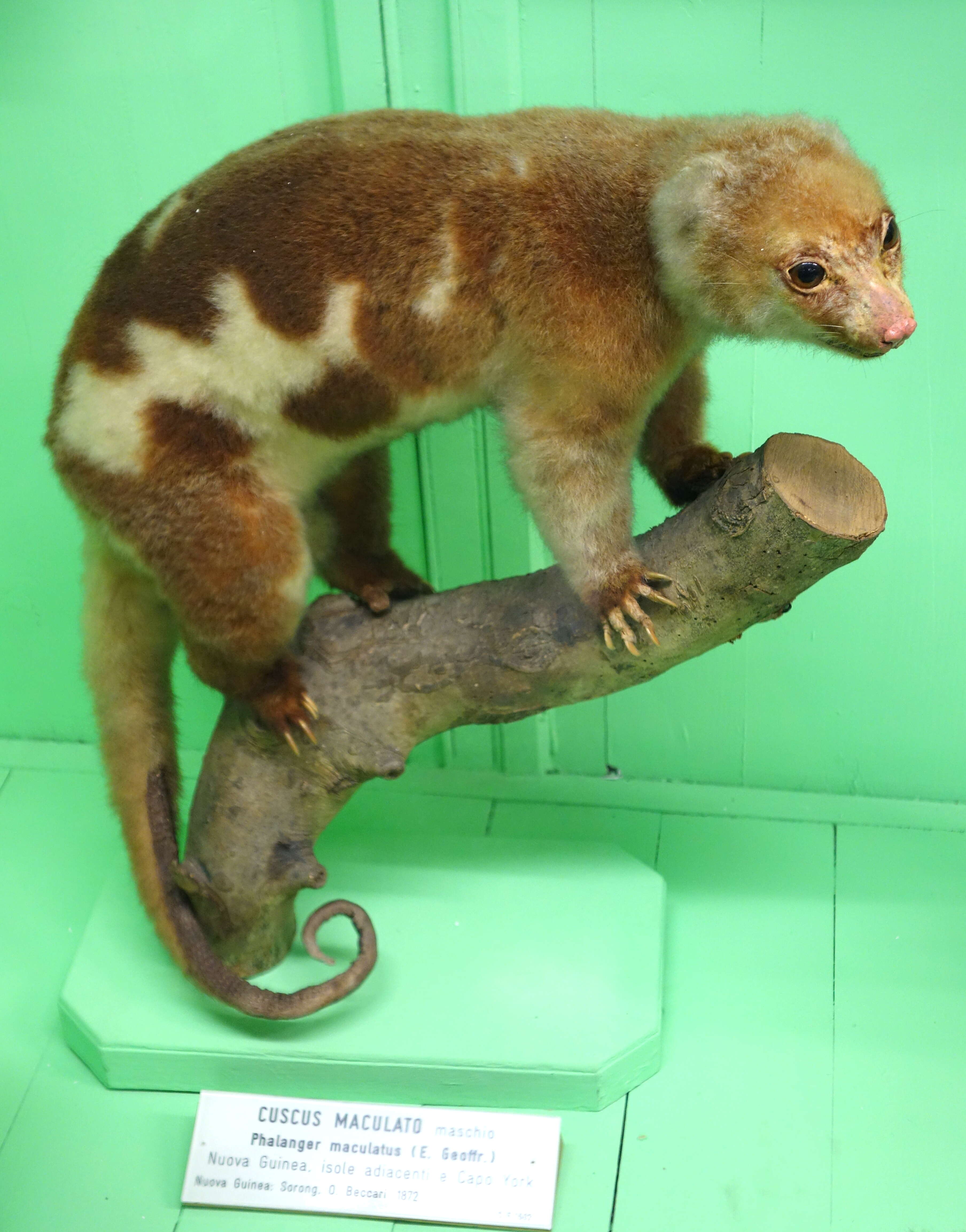 Image of Common Spotted Cuscus