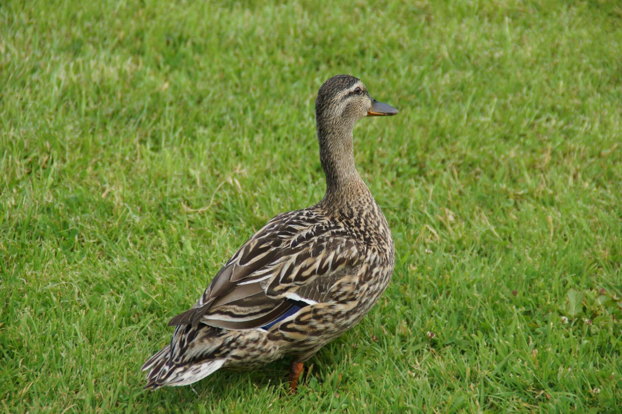 Image of Common Mallard