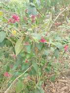 Image of purple cestrum