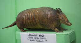 Image of Southern Long-Nosed Armadillo