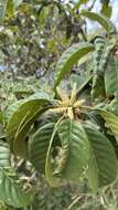 Image of Lithocarpus corneus (Lour.) Rehder