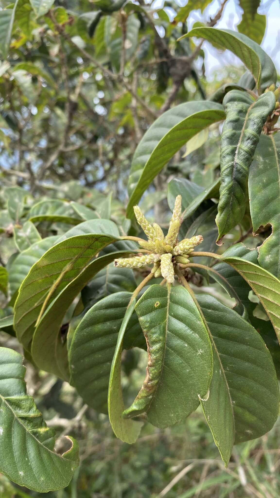 صورة Lithocarpus corneus (Lour.) Rehder