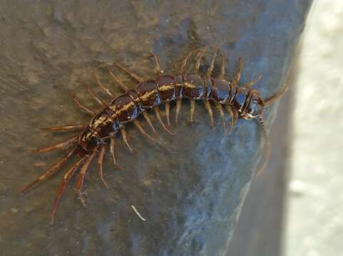 Image of Lithobius peregrinus Latzel 1880