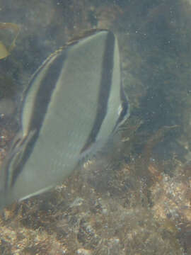 Image of Threebanded butterflyfish