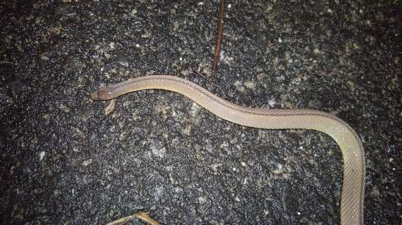 Image of Peters' Odd-scaled Snake