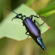 Image of Lytta (Poreopasta) cyanipennis (Le Conte 1851)