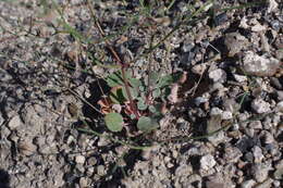 Image of Dugway buckwheat