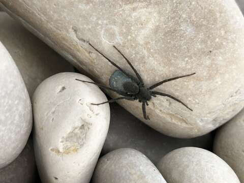 Image of Stone Spider