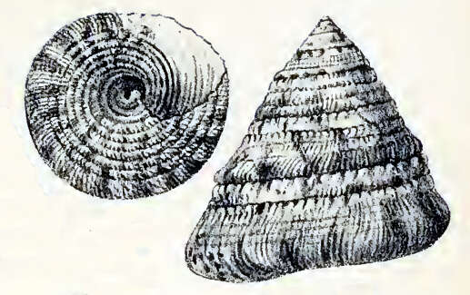 Image of Trochus flammulatus Lamarck 1822